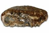 Fossil Woolly Mammoth Lower M Molar - Poland #370338-5